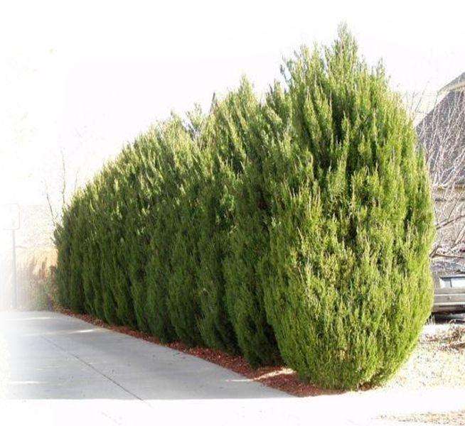 GreenTopps Tree Service & Landscaping - Front Trees Image